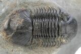 Phacopid (Adrisiops) Trilobite With Paralejurus #287366-6